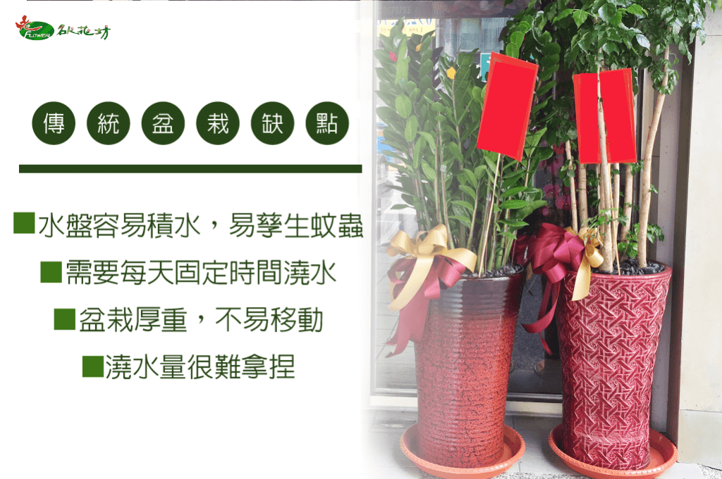 辦公室大型盆栽｜室內大型盆栽